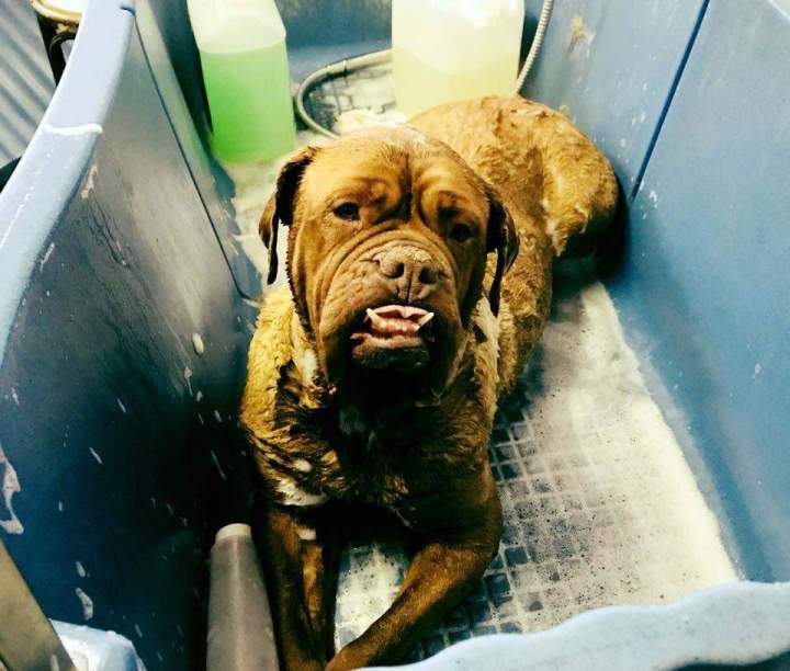 Toilettage canin Saint-Jean-de-Braye