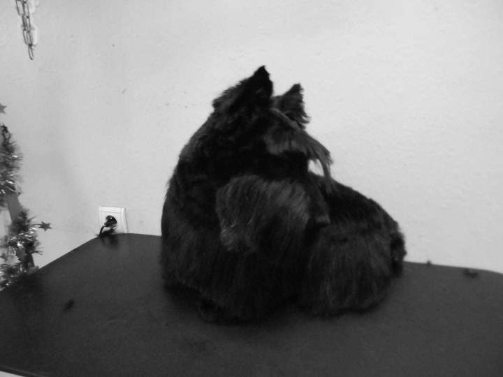 Soin pour les chiens de toutes les races Saint-Jean-de-Braye