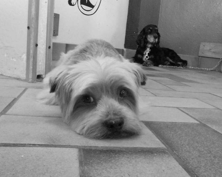 Soins pour vos animaux Saint-Jean-de-Braye