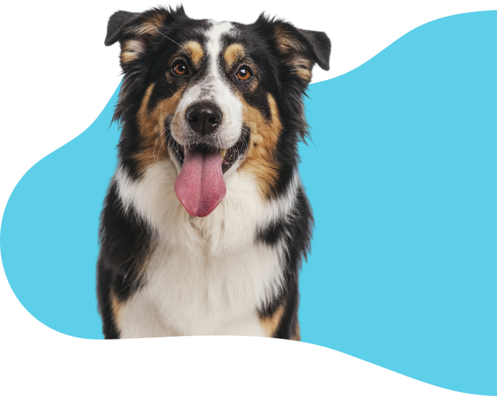 Toilettage de chien Saint-Jean-de-Braye