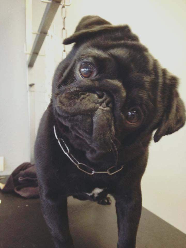 Prise en main de toutes les races canines Saint-Jean-de-Braye