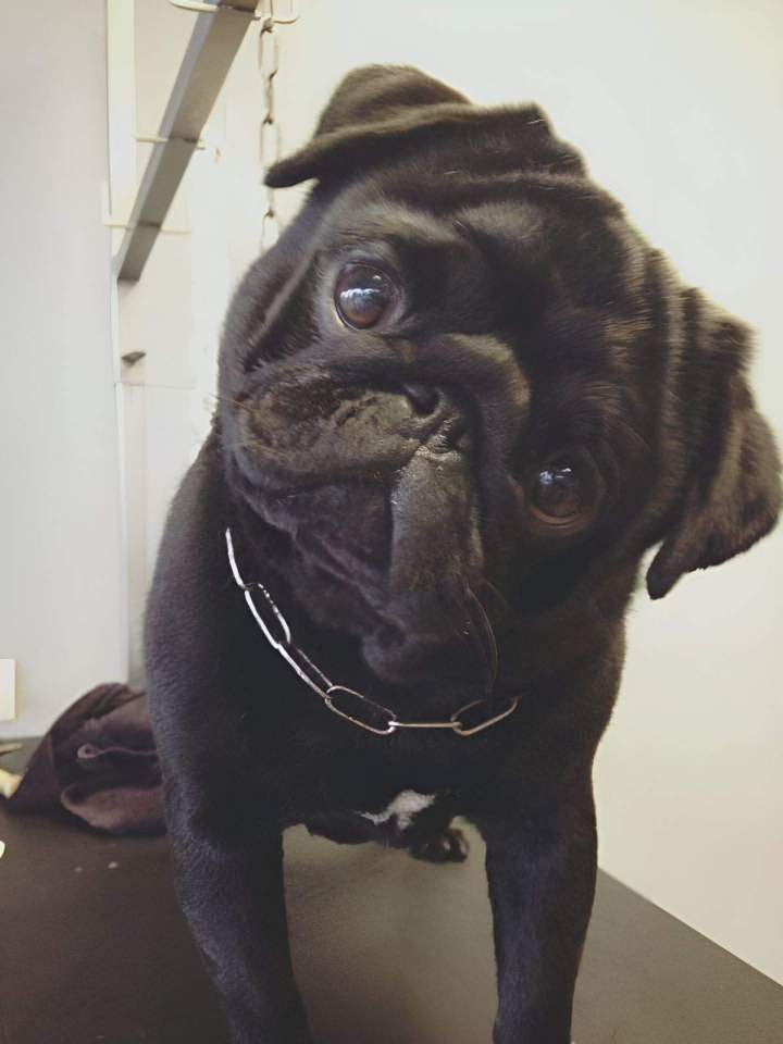 Soin complet pour toutes les races canines Saint-Jean-de-Braye