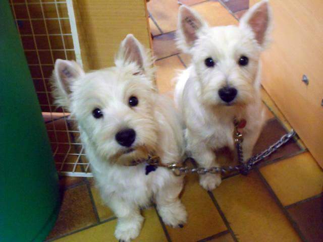 Mise en beauté de vos chiens Saint-Jean-de-Braye