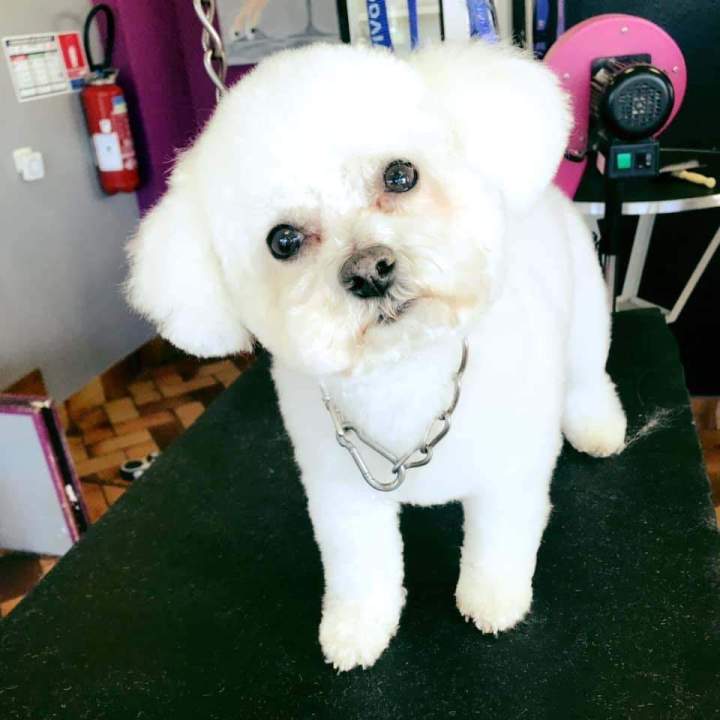 Coupe pour petit chien Saint-Jean-de-Braye