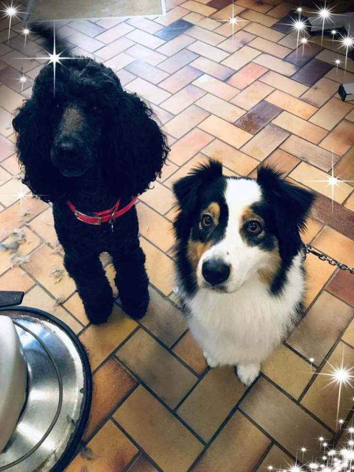 Soin et bien-être de vos animaux Saint-Jean-de-Braye