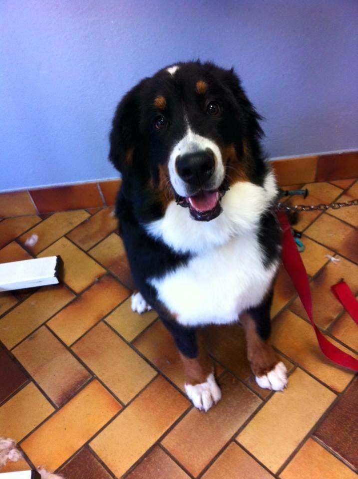 Coiffure pour chien Saint-Jean-de-Braye