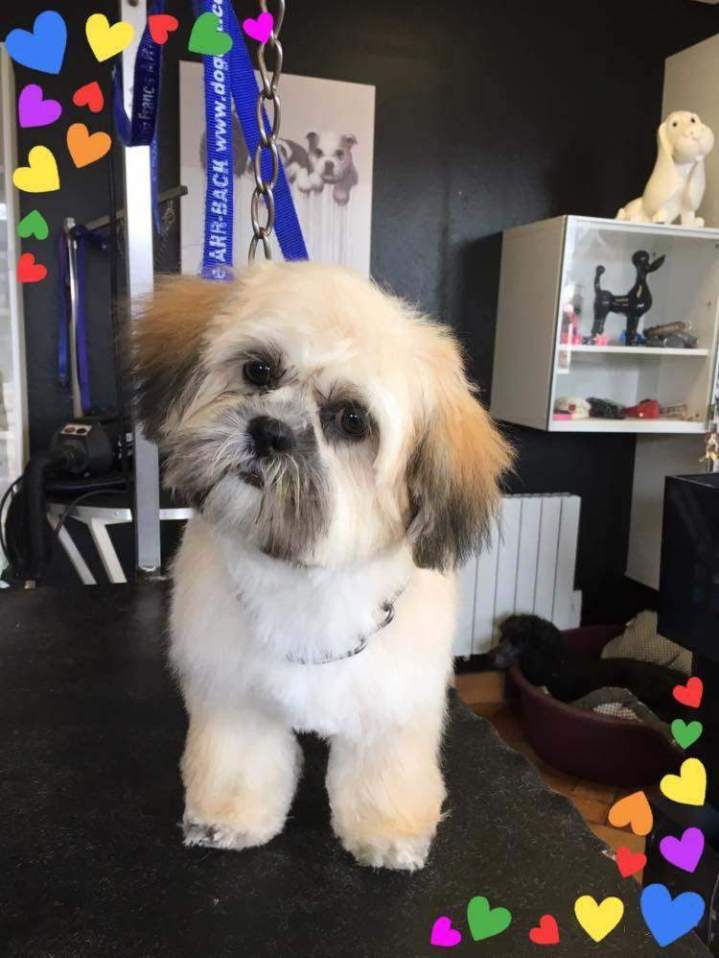 Coupe pour chien Saint-Jean-de-Braye