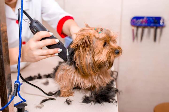 Professionnel du toilettage de chien Saint-Jean-de-Braye