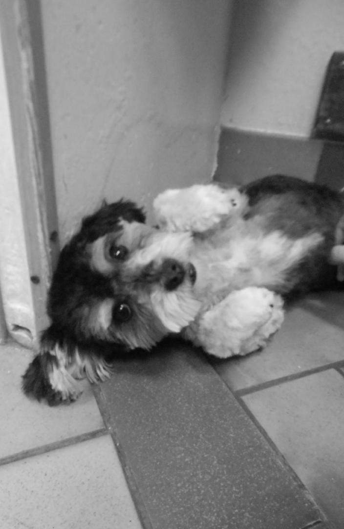 Soin du pelage canin Saint-Jean-de-Braye