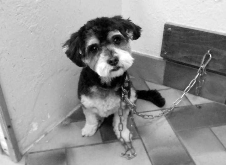 Prise en main des petits chiens Saint-Jean-de-Braye