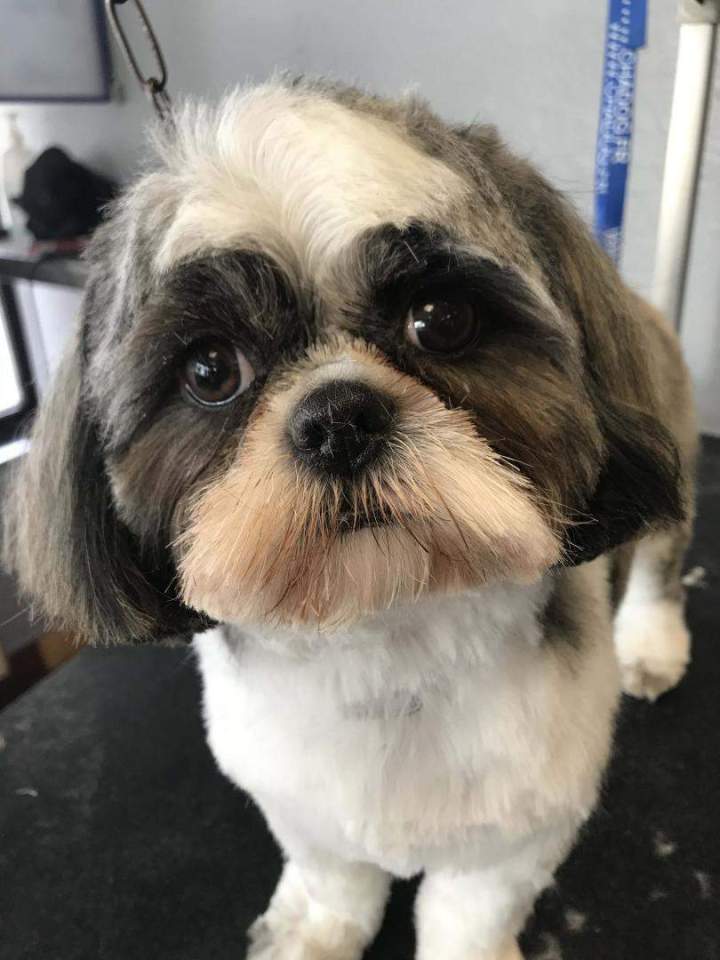 Coiffure et esthétique pour chien Saint-Jean-de-Braye