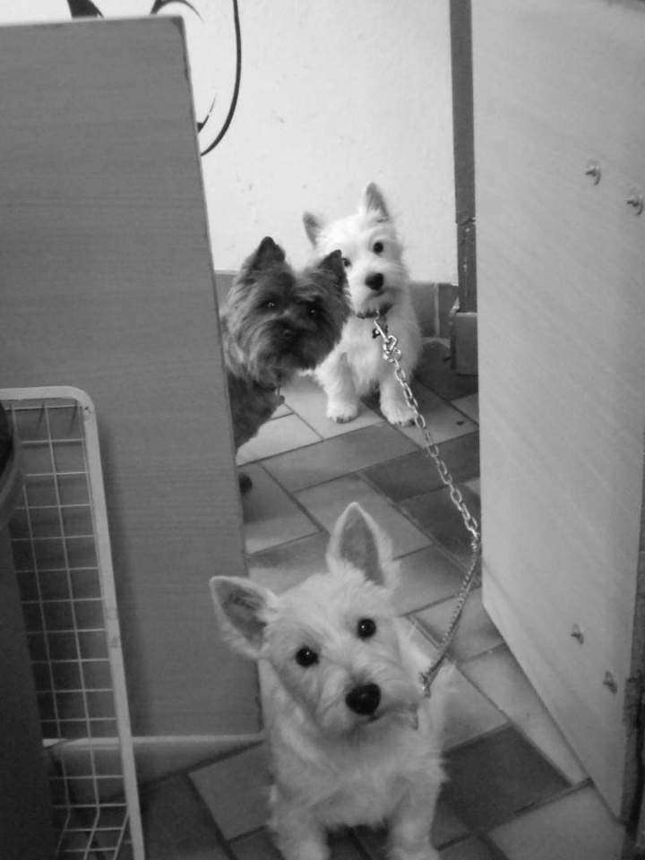 Soin complet pour vos chiens de petite taille Saint-Jean-de-Braye