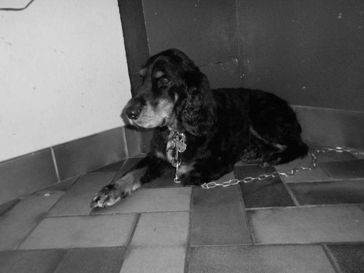 Prise en main de chien de différentes races Saint-Jean-de-Braye