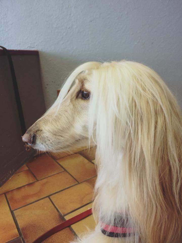 Coiffure pour chien Saint-Jean-de-Braye