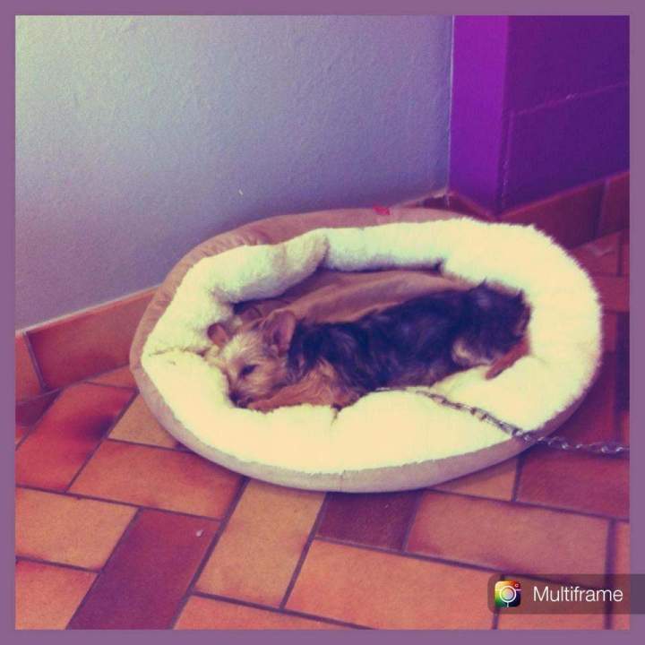 Accessoires pour chien Saint-Jean-de-Braye