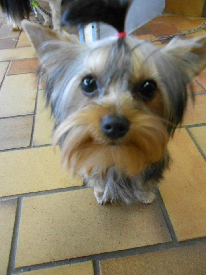 Coiffage de chien de petite taille Saint-Jean-de-Braye