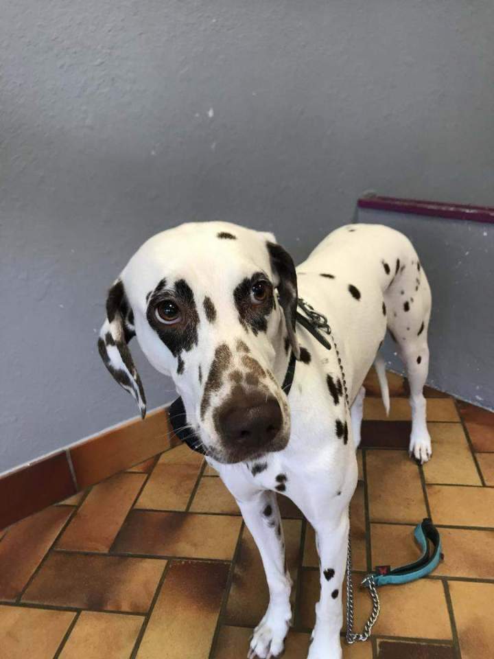 Toilettage canin Saint-Jean-de-Braye