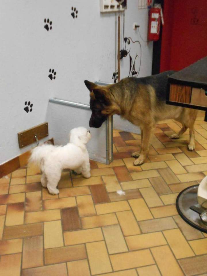 Soin et toilettage des chiens de toutes les tailles Saint-Jean-de-Braye