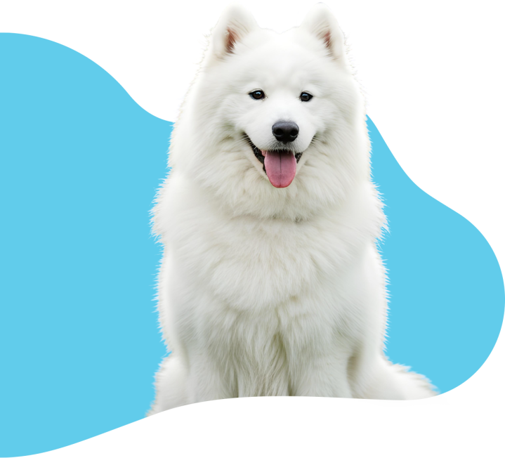 Hygiène canine Saint-Jean-de-Braye