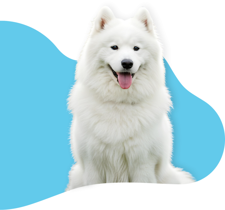 Hygiène canine Saint-Jean-de-Braye